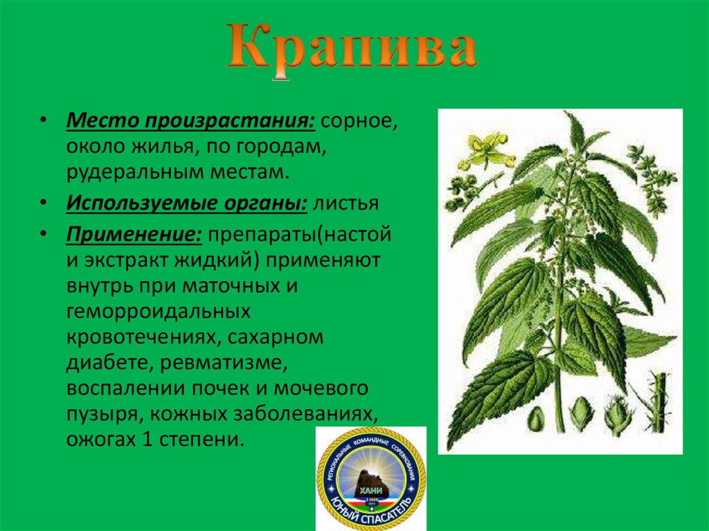 Крапива запятая