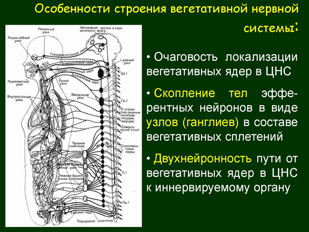 Нервные узлы сплетения. Ганглии вегетативной нервной системы. Строение вегетативной нервной системы. Вегетативная нервная система анатомия. Узлы вегетативной нервной системы.
