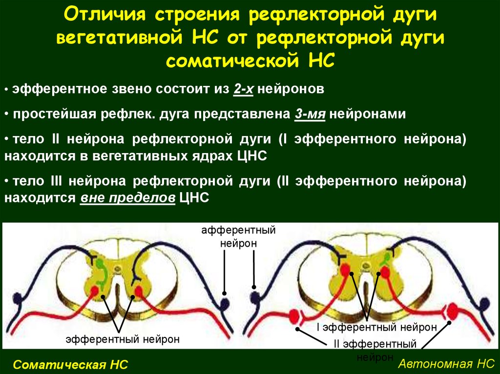 Характеристики рефлекторной дуги. Соматическая и вегетативная рефлекторная дуга. Строение дуги соматического рефлекса. Дуги соматического и вегетативного рефлексов. Дуга соматического рефлекса.