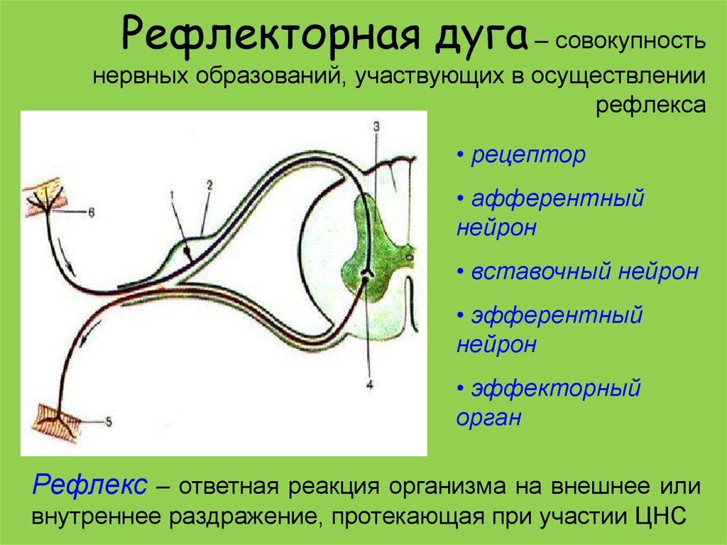 Путь рефлекторного импульса. Механизм передачи импульса по рефлекторной дуге. Рефлекс звенья рефлекторной дуги. На схеме рефлекторной дуги двигательный Нейрон. Три отдела рефлекторной дуги.