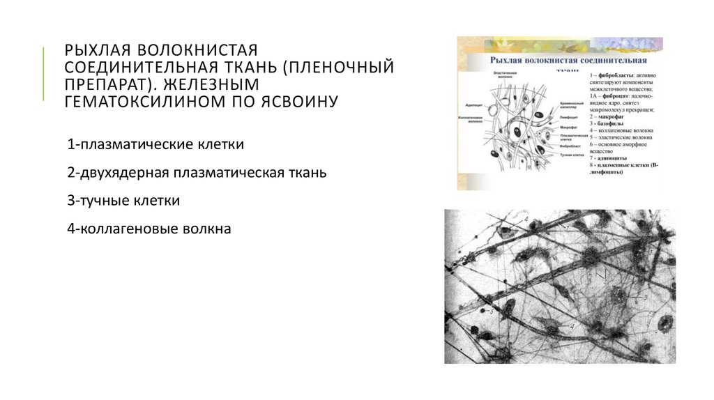 Рыхлая волокнистая неоформленная соединительная ткань рисунок с подписями