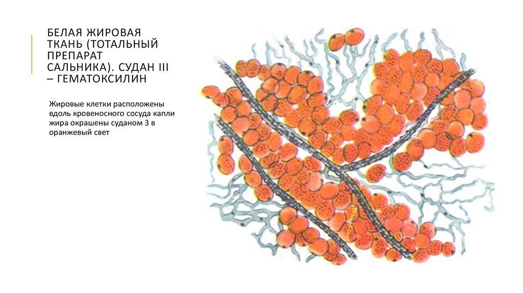 Жировая ткань рисунок