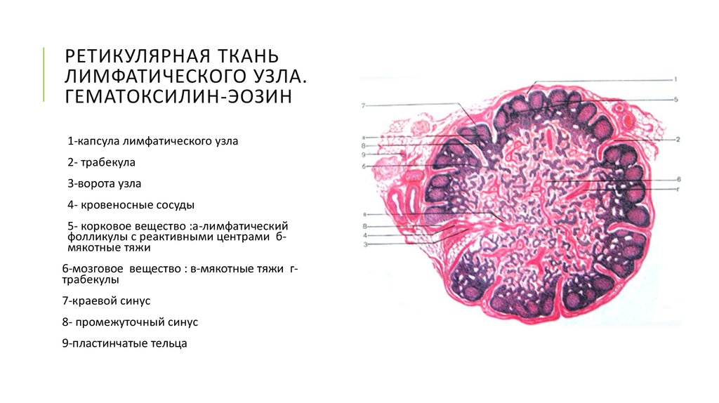 Лимфатический узел гистология рисунок с подписями