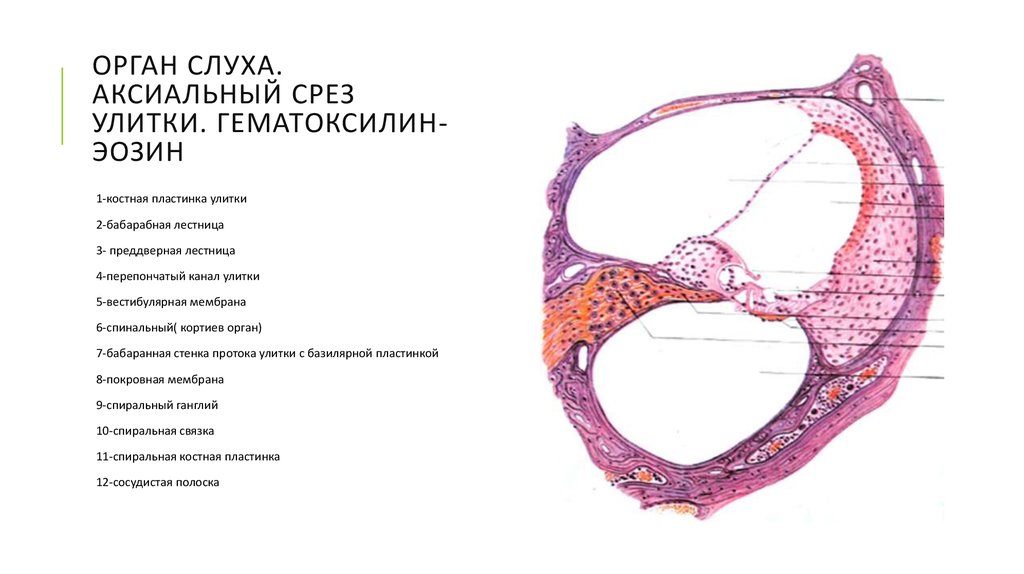 Орган слуха гистология презентация