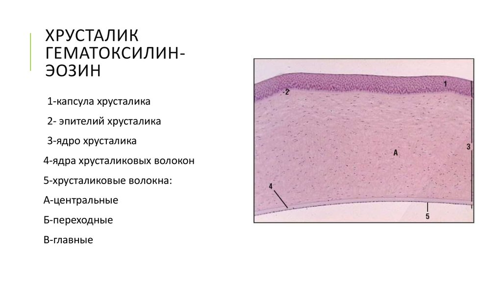 Роговица рисунок гистология