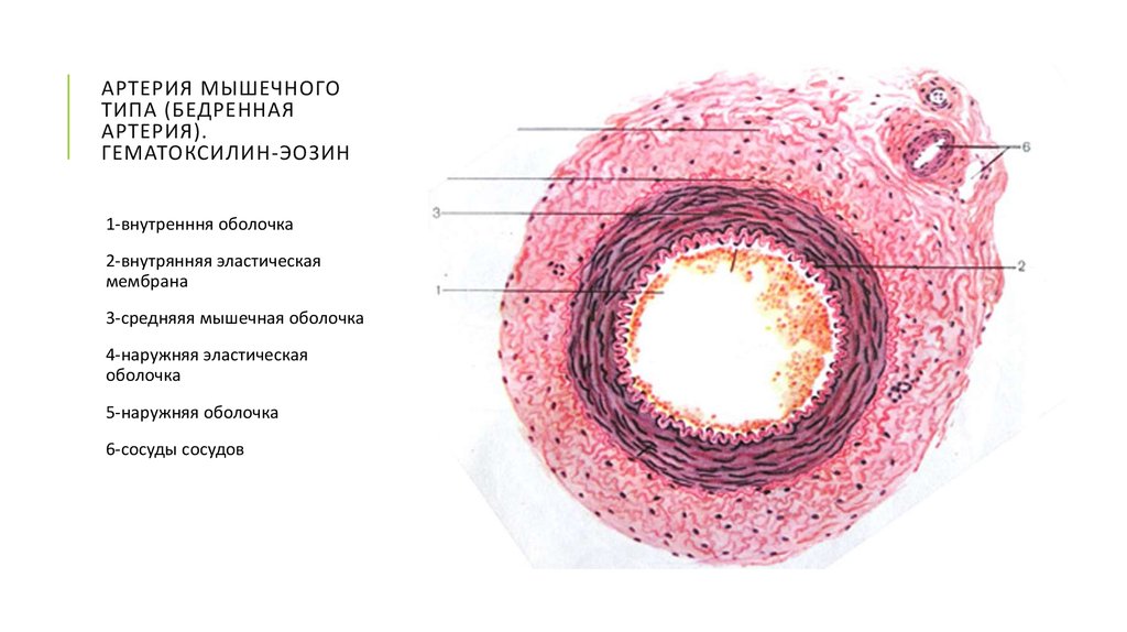 Артерия мышечного типа (бедренная артерия). Гематоксилин-эозин
