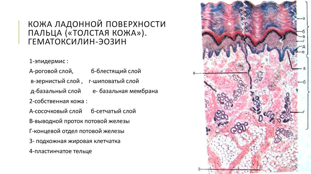 План строения кожи гистология