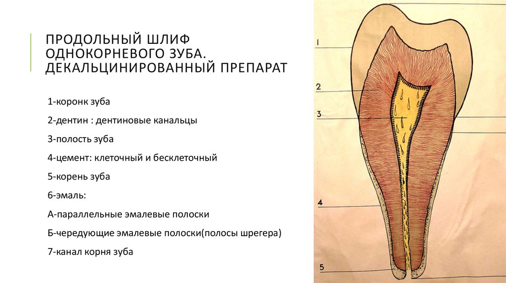 Гистология схема зуба