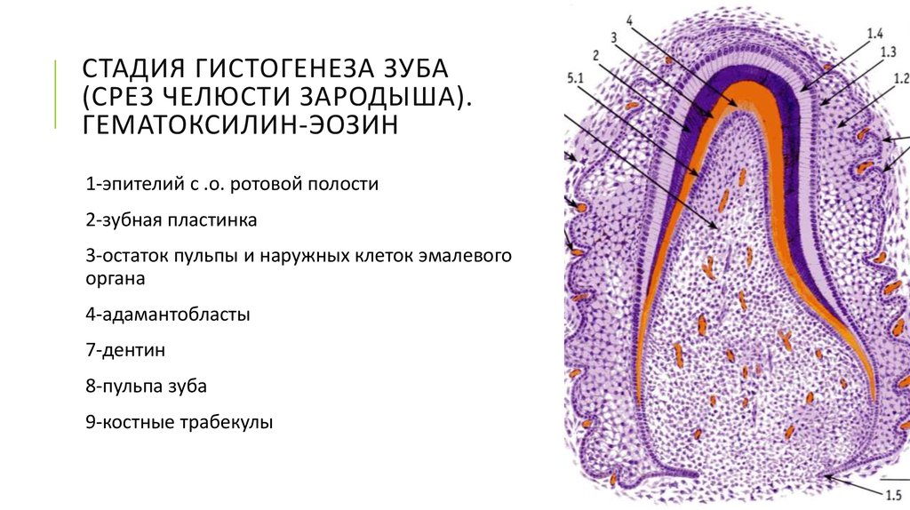 Гистология схема зуба