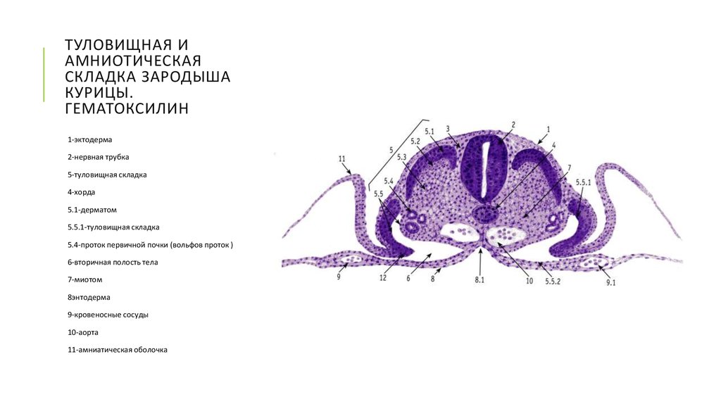 Схема дифференцировки нейрального зачатка