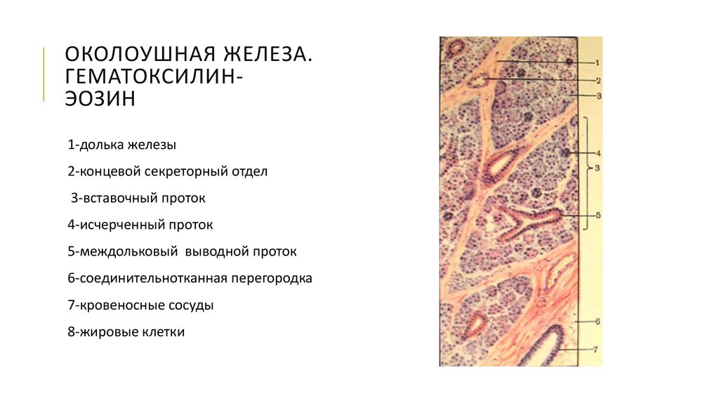 Препарат околоушной железы. Околоушная железа гистология препарат. Околоушная слюнная железа гистологический препарат. Околоушная слюнная железа гистология препарат. Слюнные железы гистология препарат.