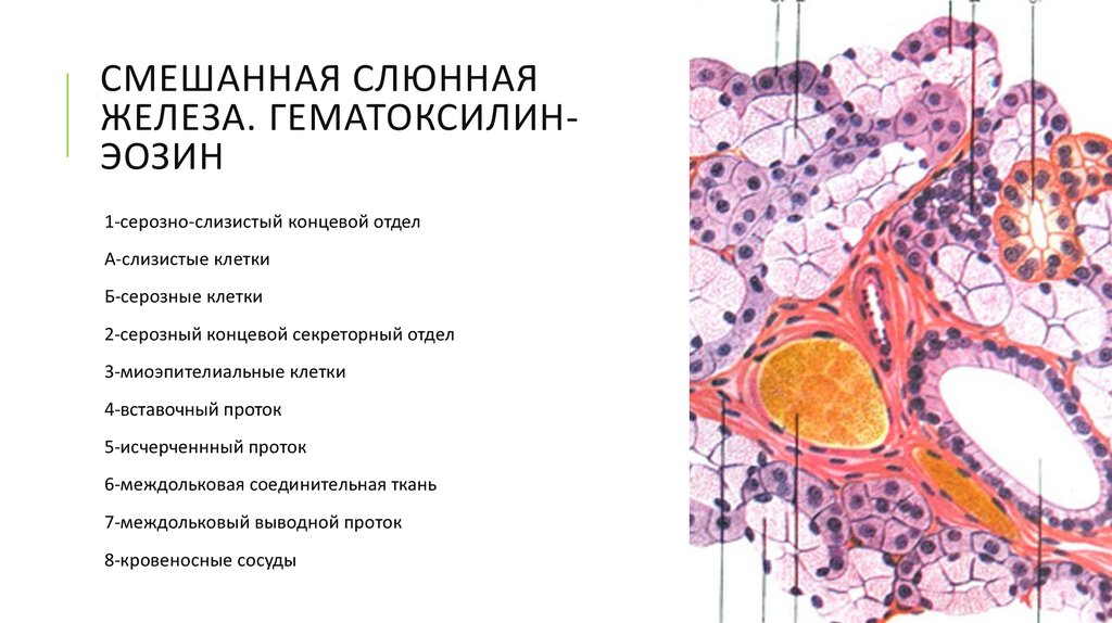 Околоушная слюнная железа гистология рисунок