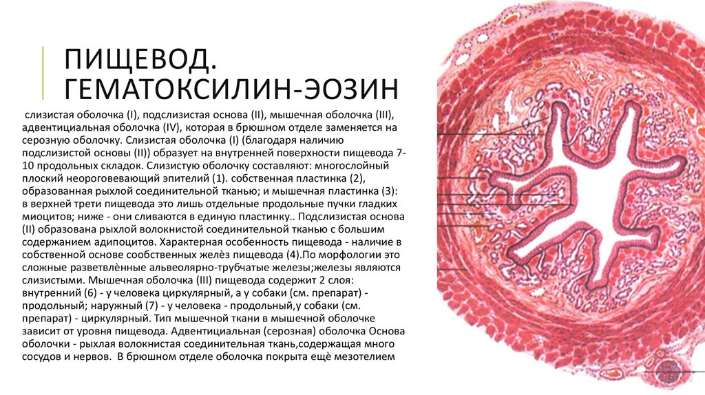 Пищевод гистология. Срез пищевода гистология препарат. Поперечный срез пищевода гистология. Пищевод окраска гематоксилин-эозином. Поперечный разрез пищевода собаки.