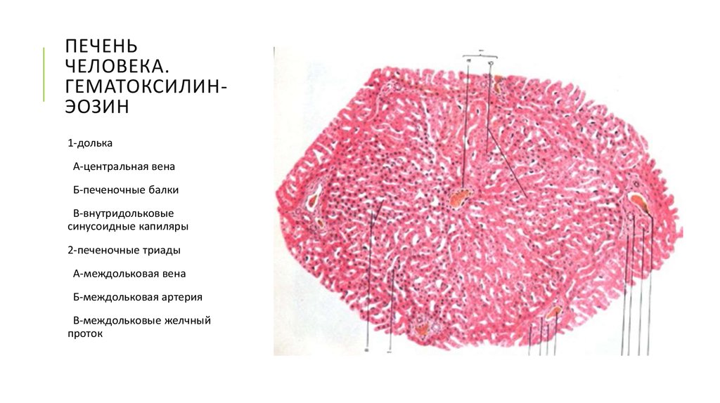 Печень гистология презентация