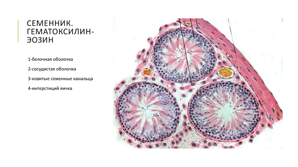 Рисунок семенника гистология