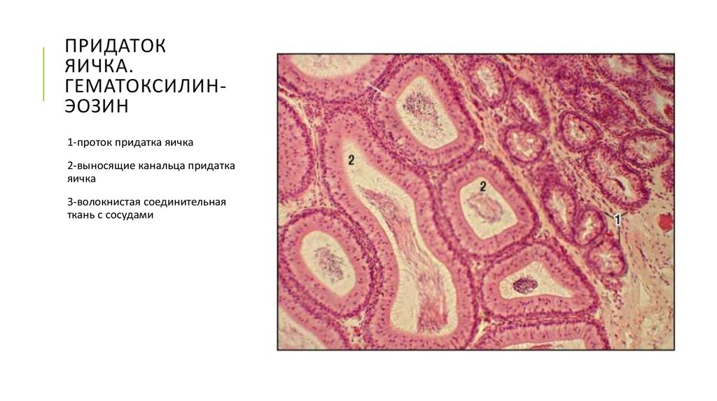 Мужская половая система гистология презентация