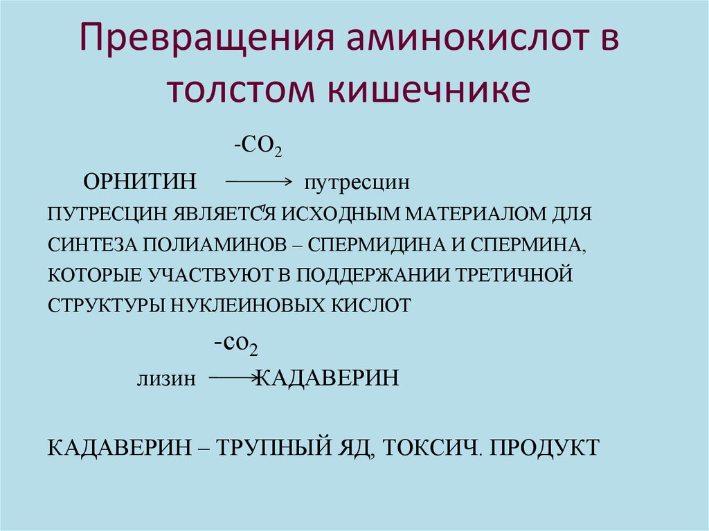 Превращение аминокислот в белки. Превращение аминокислот в толстом кишечнике. Преобразование аминокислот. Процессы аминокислот в толстом кишечнике. Тканевые превращения аминокислот.