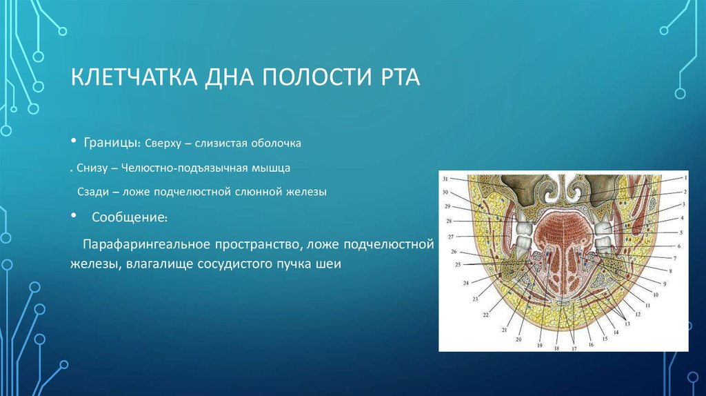 Пространства полости рта. Клетчаточное пространство дна ротовой полости. Клетчаточное пространство дна полости рта анатомия. Дно ротовой полости топографическая анатомия. Топографическая анатомия клетчаточных пространств дна полости рта.