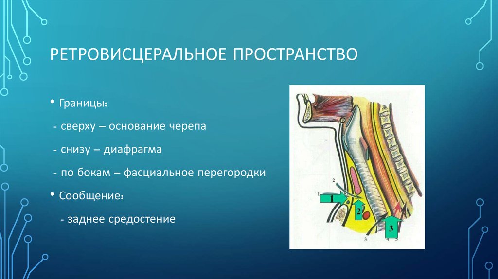 Пространства шеи. Ретровисцеральное клетчаточное пространство. Ретровисцеральное пространство шеи. Ретровисцеральное клетчаточное пространство шеи. Предстрахеальное клеточное пространстао.