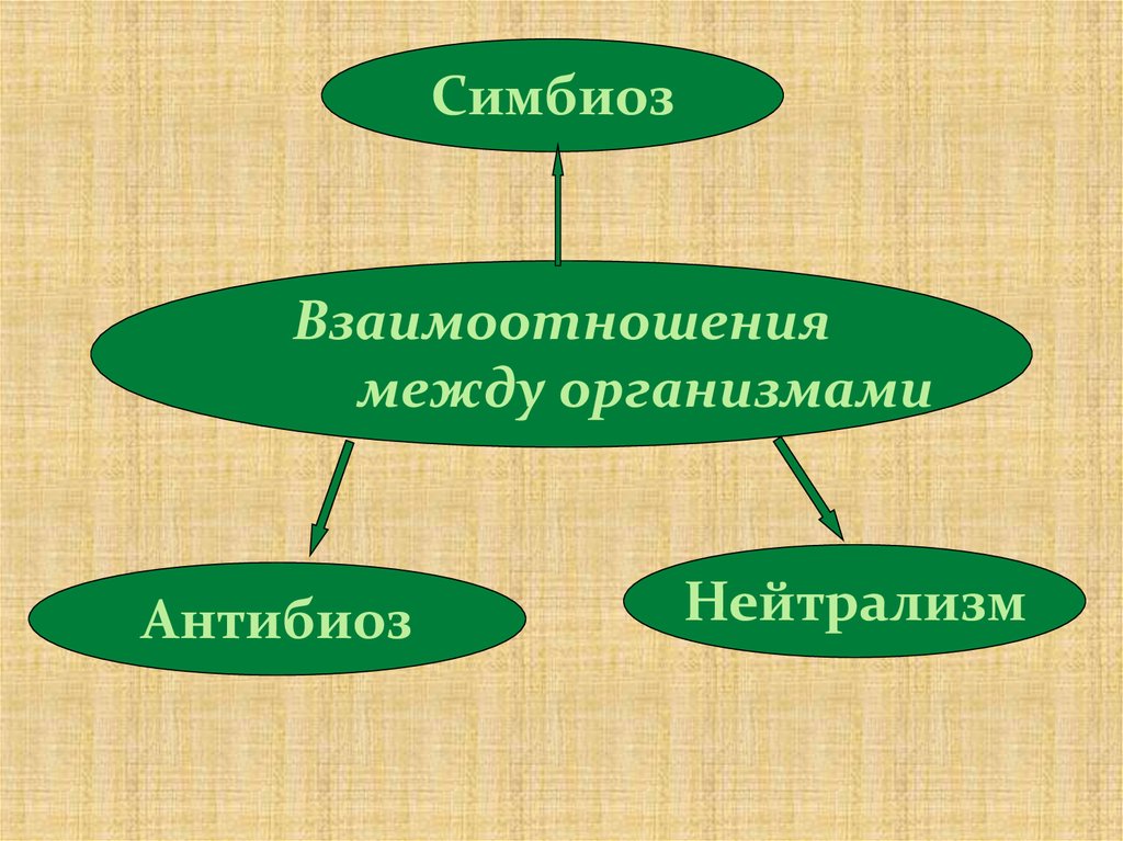 Презентация по биологии антибиоз