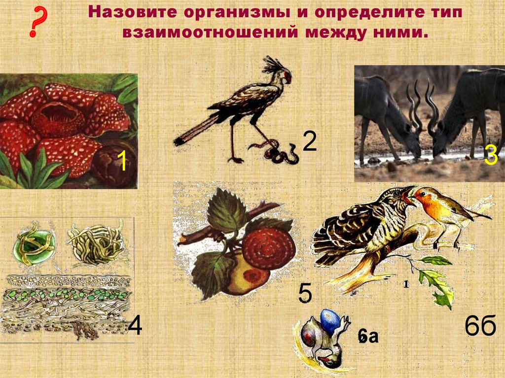 Между организмов разных видов. Определите Тип взаимоотношений между организмами. Определите Тип взаимоотношений организмов.. Определите Тип взаимоотношений между видами. Определите Тип взаимоотношений между организмами по картинке.