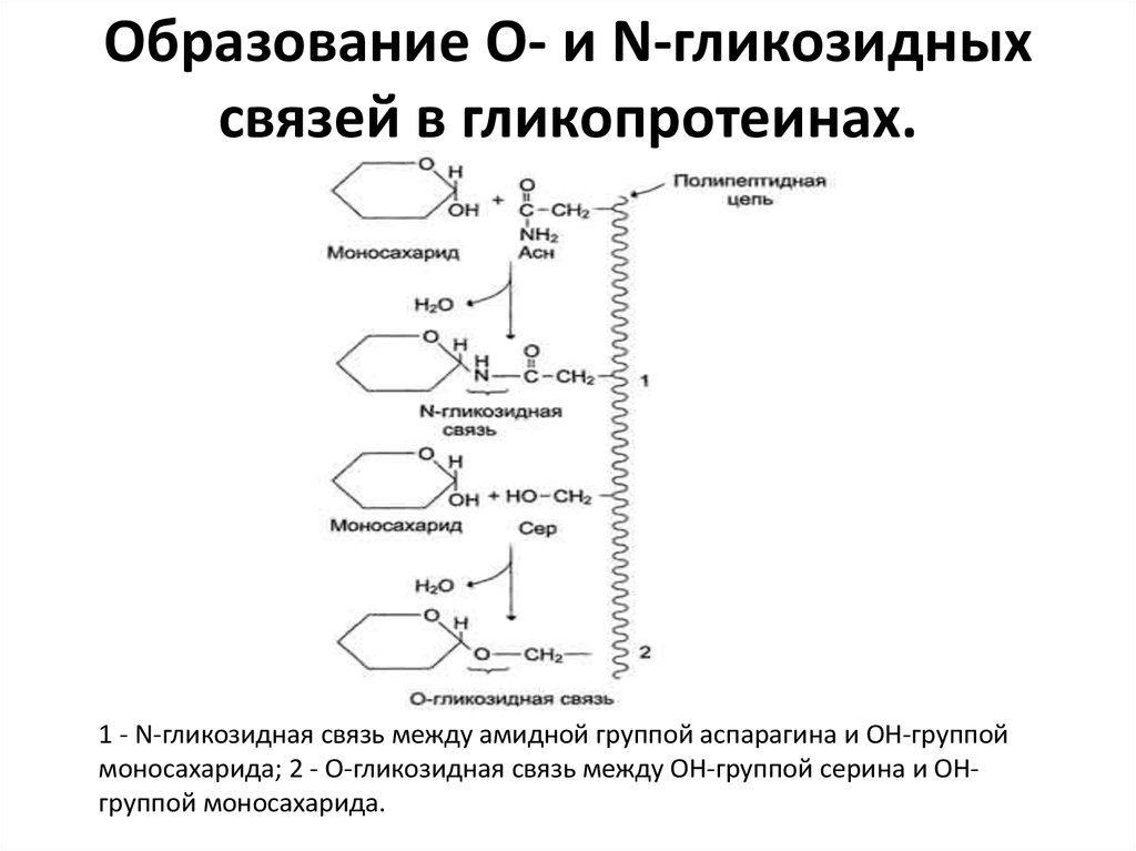 Изобразите образование. Образование гликозидной связи биохимия. Тип гликозидной связи между остатками моносахаридов. Образование o- и n- гликозидных связей в гликопротеидах. О гликозидная связь и н гликозидная связь.