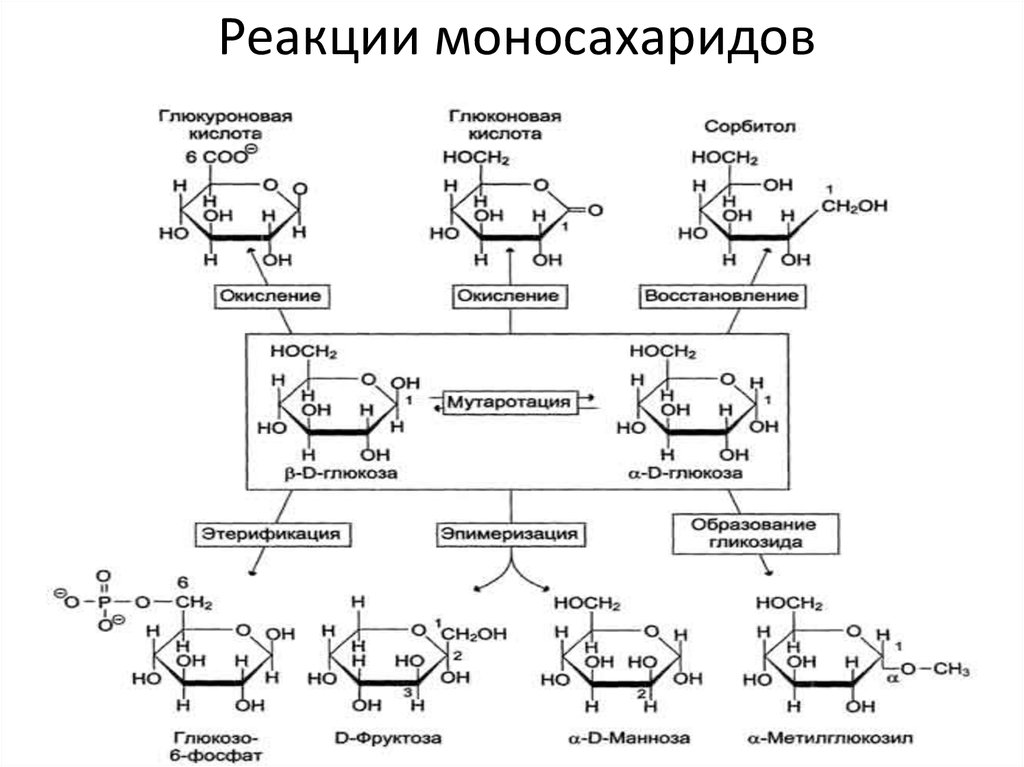 Мутаротация фруктозы схема