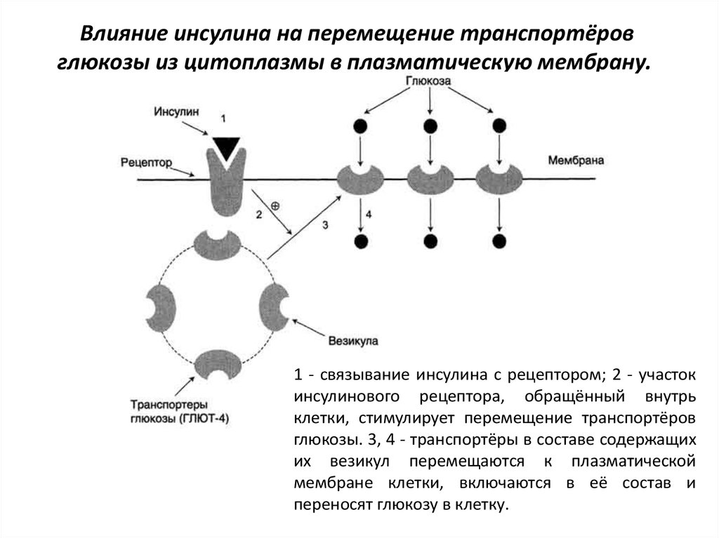 Транспорт глюкозы. Инсулин транспорт Глюкозы через мембрану. Влияние инсулина на перемещение транспортеров Глюкозы. Мембранные транспортеры Глюкозы (glut).. Механизм трансмембранного переноса Глюкозы схема.