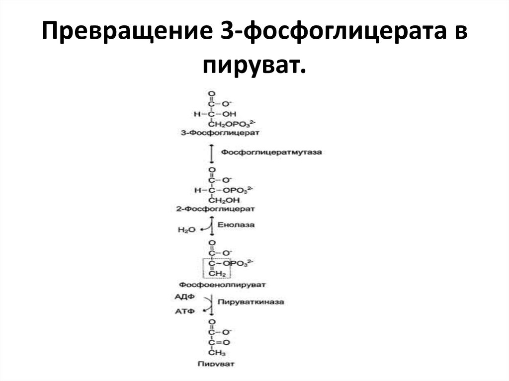 2 молекулы пировиноградной кислоты