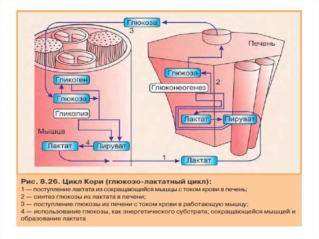 Превращение в печени гликогена в глюкозу