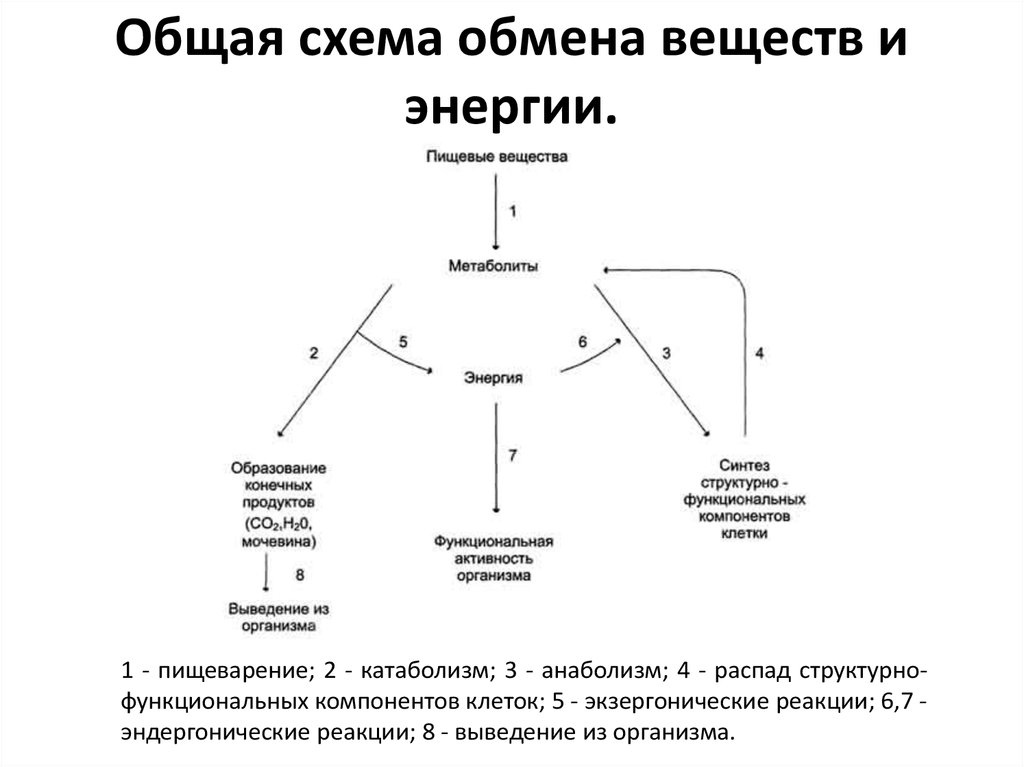 Схема обмен веществ и энергии