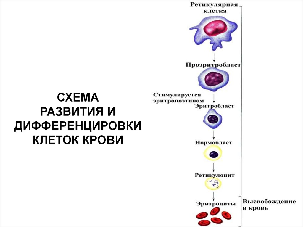 Развитие клеток крови. Схема дифференцировки клеток эритропоэза. Схема развития кровяных клеток. Схема дифференцировки клеток крови. Схема эритропоэза эритроцитов.