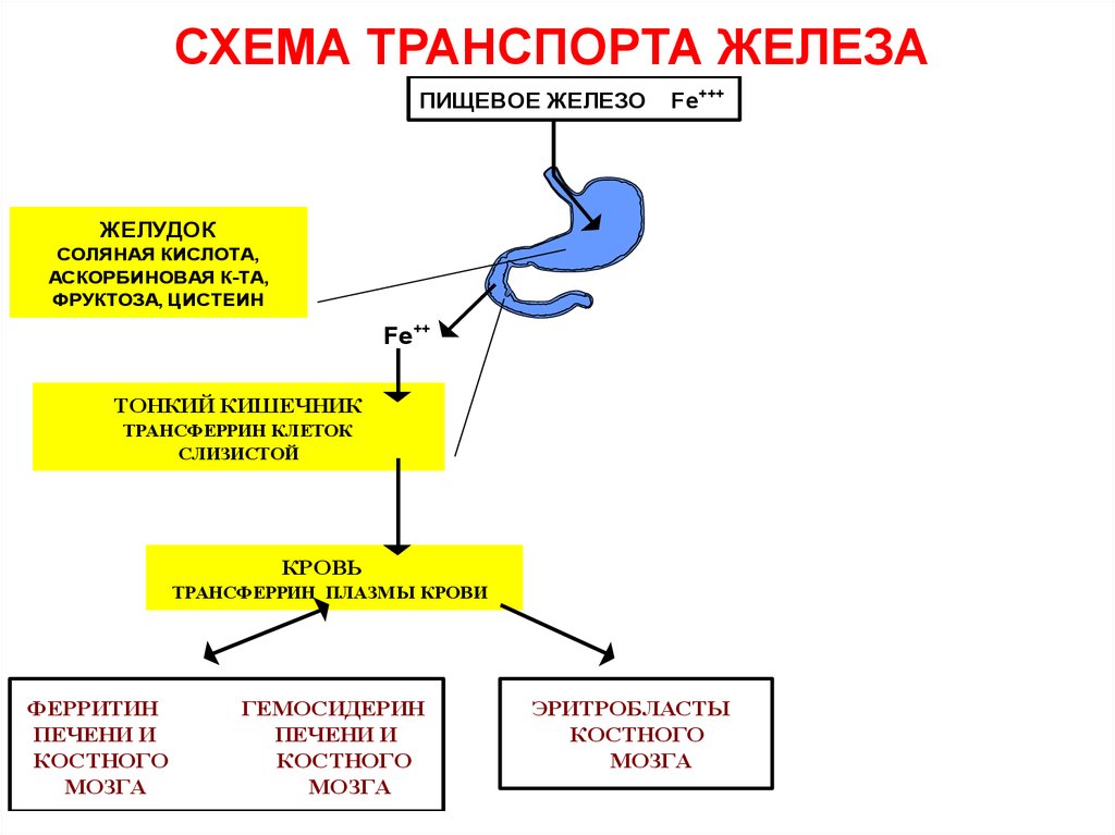 Схема всасывания железа