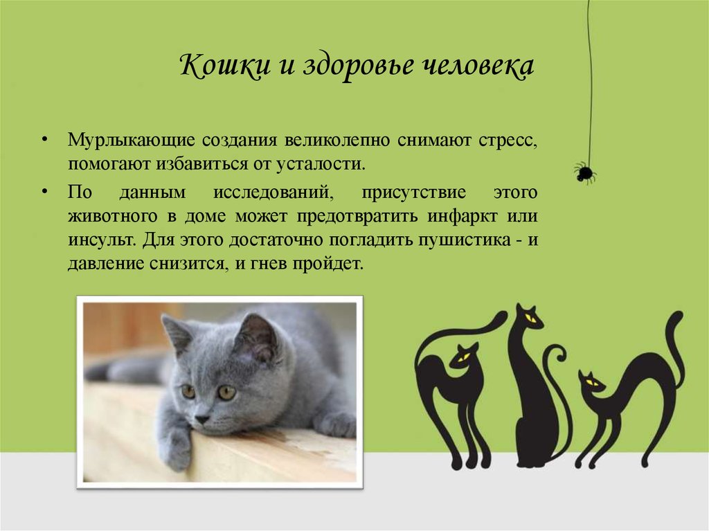 5 фактов о коте. Факты о котах. Интересные факты о кошках. Интересные сведения о котах. Интересные кошки.