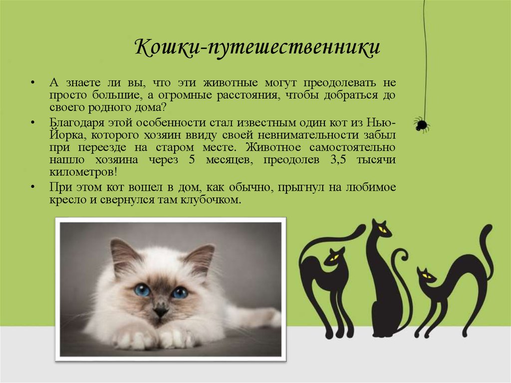 Кошки презентация для детей