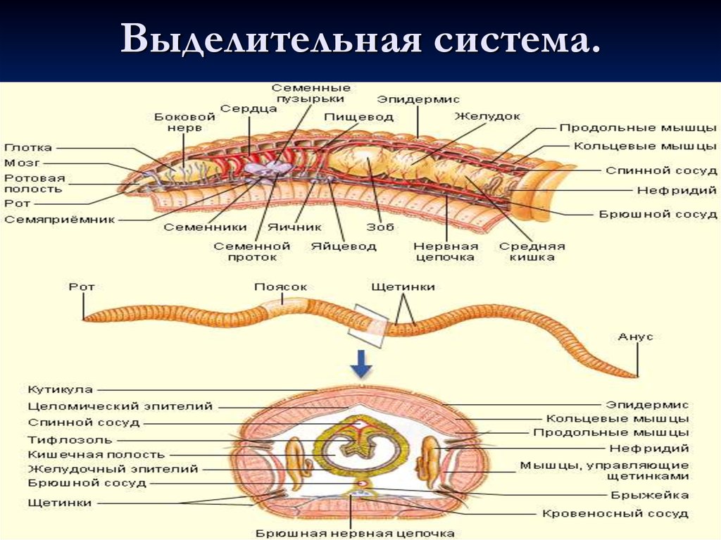 Крокодил спинной мозг дождевой червь. Строение выделительной системы круглых червей. Выделительная система круглого червя. Пищеварительная система кольчатых червей 7 класс. Строение выделительной системы кольчатых червей.