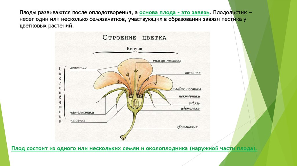 Поперечный срез завязи пестика лилии