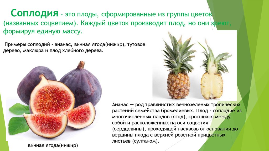 Простые плоды сложные плоды соплодия. Ананас Тип плода. Соплодие. Соплодие примеры. Соплодие Тип плода.