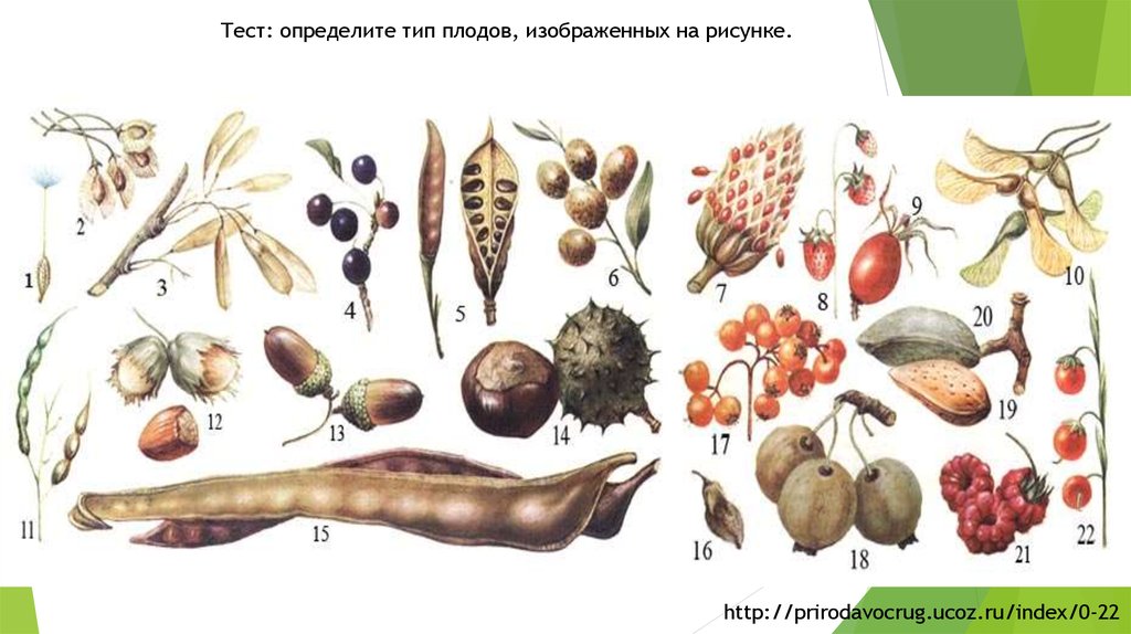Какие типы плодов изображены на рисунке. Типы плодов. Плоды растений. Типы плодов растений. Тип плода.