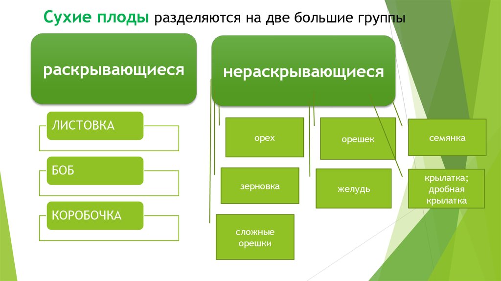 Раскрывать раскрывший раскрывшийся раскрывающий раскрывшийся. Сухие нераскрывающиеся плоды. Раскрывающиеся и нераскрывающиеся плоды. Сухие раскрывающиеся плоды примеры. Типы сухих нераскрывающихся плодов.