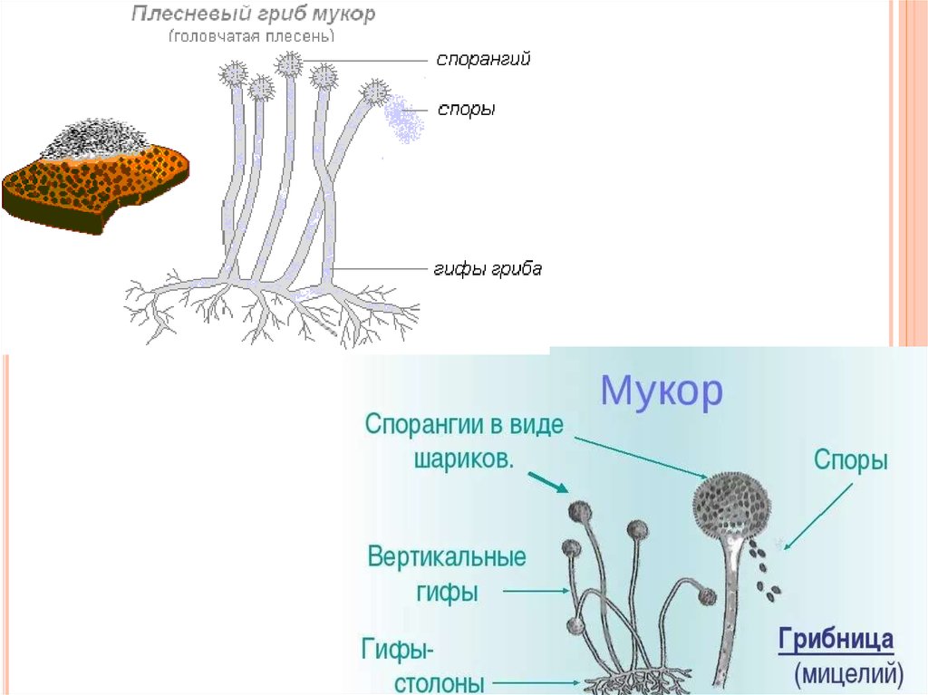 Рисунок плесневый гриб мукор