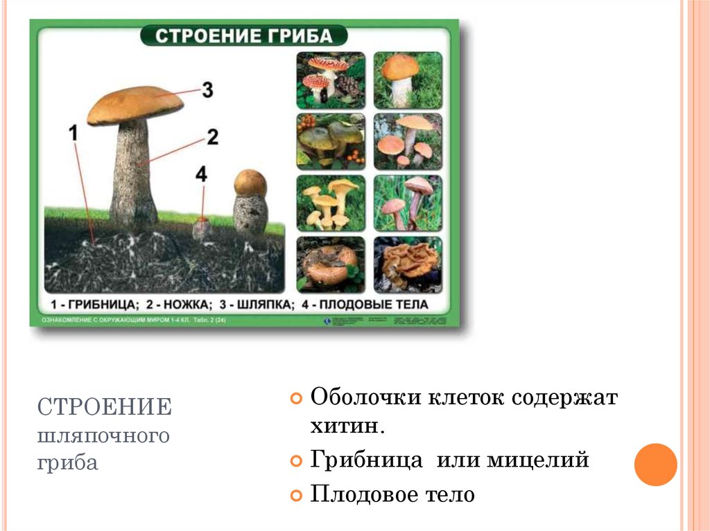 Слово грибница. Строение гриба хитин. Строение оболочки гриба хитин. У грибов есть хитин в клеточной оболочке?. Содержат хитин в оболочках клеток.