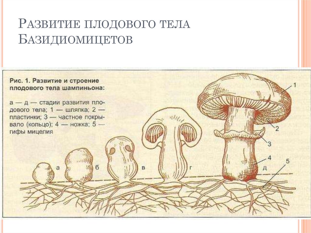 Плодовое тело гриба. Цикл развития базидиальных грибов. Жизненный цикл базидиомицетов. Гриб и грибница схема. Строение плодового тела шампиньона.