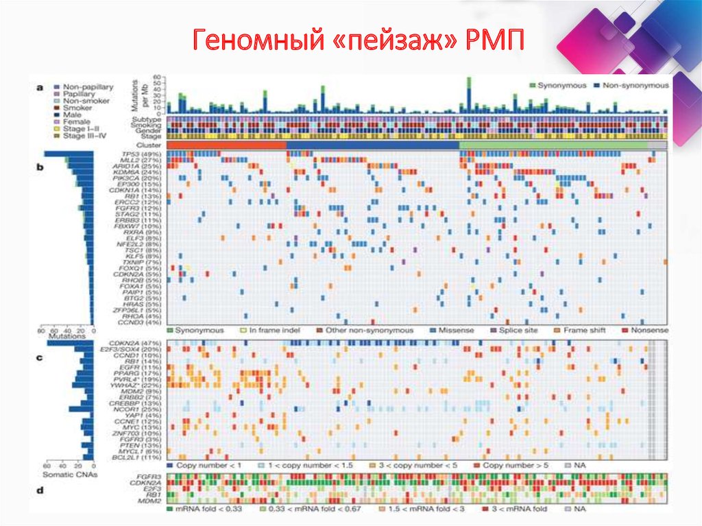 Геномный «пейзаж» РМП