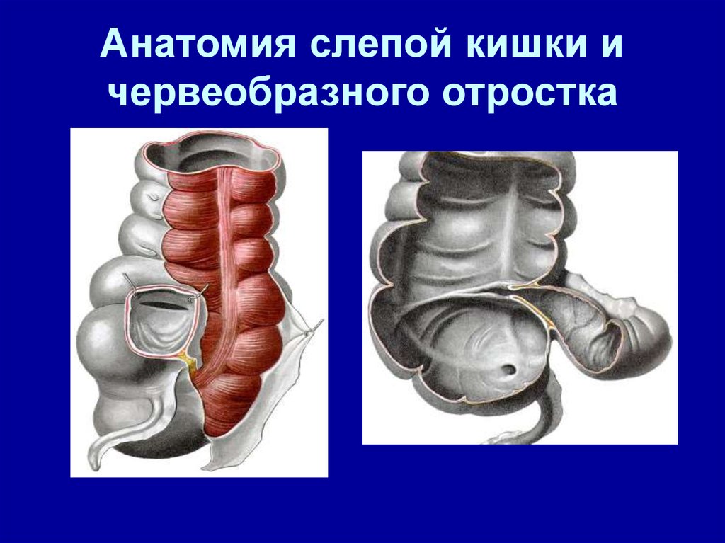 Длина слепой кишки