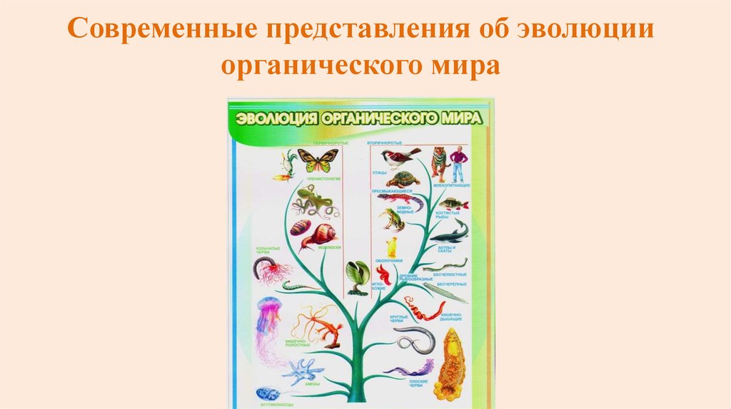 Современное э. Современные представления об эволюции органического мира. Современные представления об эволюции органического мира таблица. Современные представления об эволюции органического мира 9. Эволюция животного мира презентация.