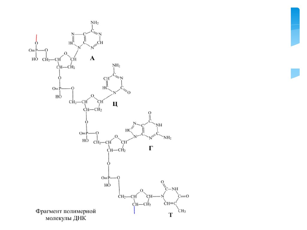 Ген фрагмент молекулы. Схема фрагмента молекулы ДНК. Фрагмент ДНК формула. Фрагмент структуры ДНК. Структурная формула фрагмента ДНК.