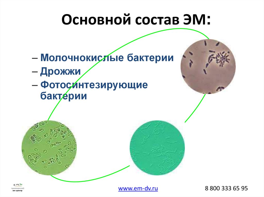 Схема применение микроорганизмов