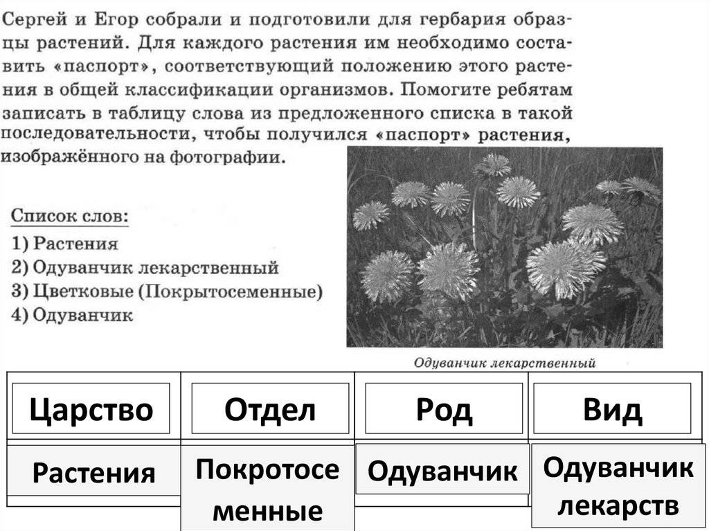 Значение роста в жизни растений впр 5. Систематическое положение ромашки аптечной. ВПР по биологии 5 систематика растений. Что такое систематика в биологии 6 класс.