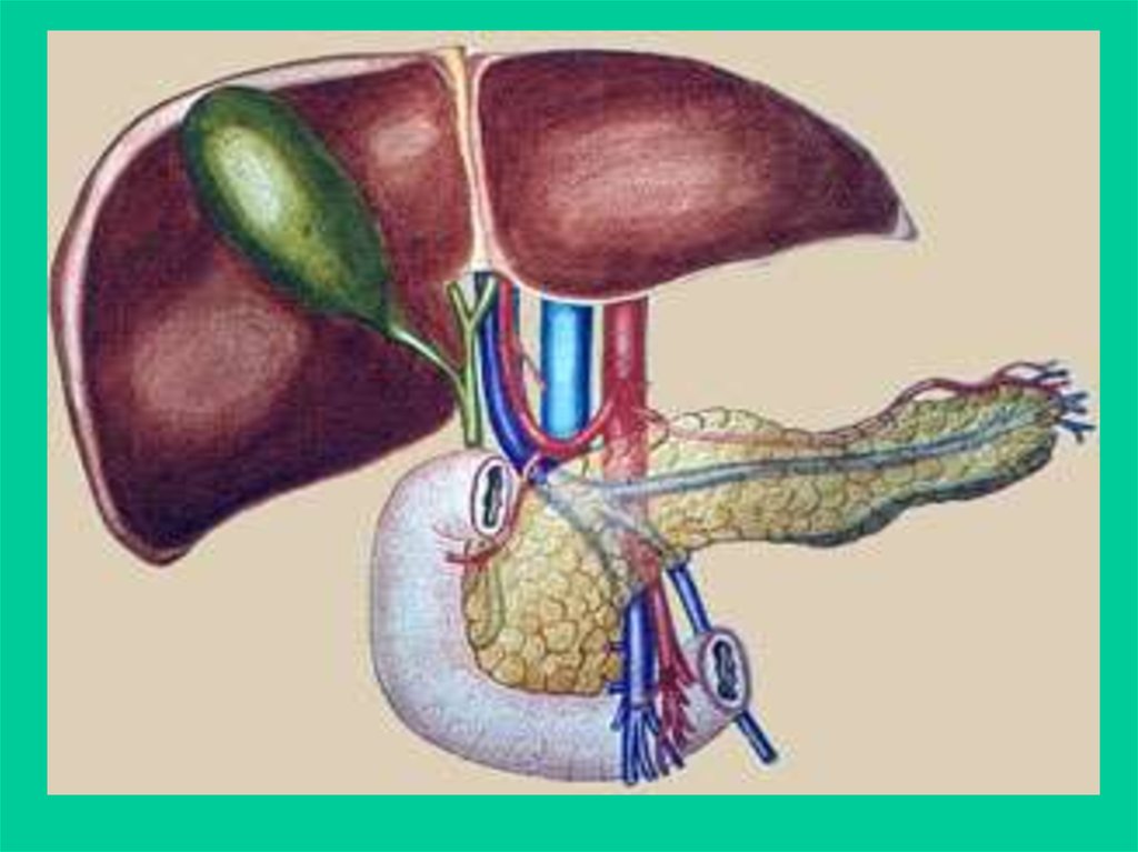 Гепатобилиарная система картинка